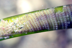 Thairopora mamillaris