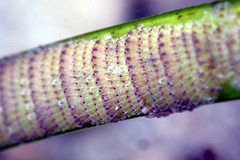 Thairopora mamillaris