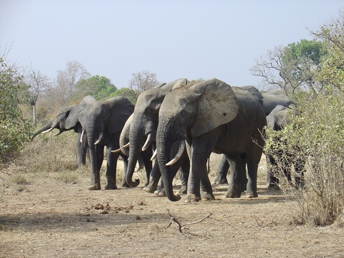 African Elephant (Loxodonta africana)