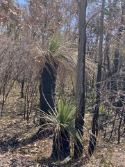 Xanthorrhoea platyphylla
