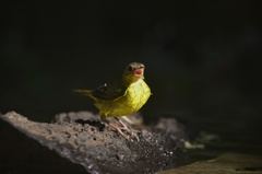 Myiothlypis flaveola