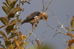 Acridotheres leucocephalus