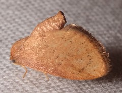 Heterogenea shurtleffi