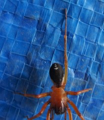 Leichhardteus