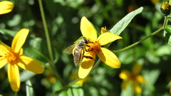 Apis mellifera