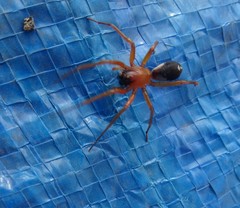 Leichhardteus