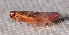Scaphoideus luteolus