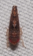 Scaphoideus luteolus