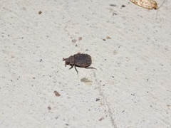 Trogidae