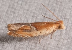 Ancylis comptana
