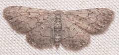 Idaea violacearia
