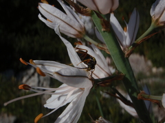 Tenthredopsis stigma