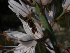 Tenthredopsis stigma