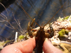 Lacunicambarus nebrascensis