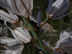 Tenthredopsis stigma