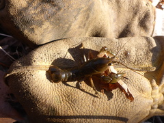 Lacunicambarus nebrascensis