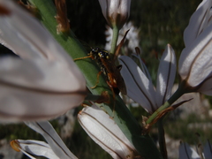 Tenthredopsis stigma