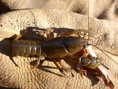 Lacunicambarus nebrascensis