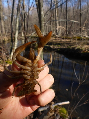 Lacunicambarus nebrascensis