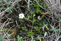 Ranunculus pallasii