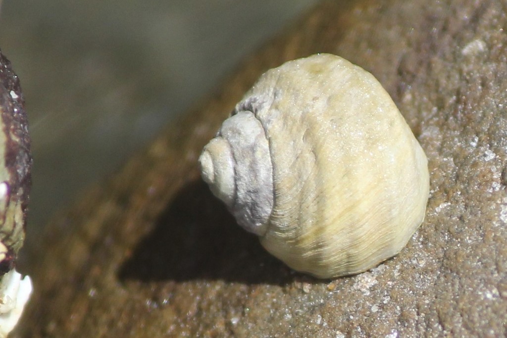 Austrocochlea