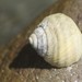 Austrocochlea - Photo (c) Stephen Fricker, some rights reserved (CC BY-NC), uploaded by Stephen Fricker