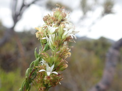 Wahlenbergia axillaris
