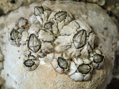 Chthamalus antennatus