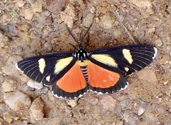 Phaegorista agaristoides