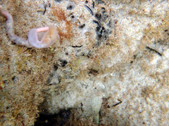 Leptosynapta dolabrifera