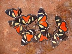 Phaegorista agaristoides