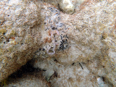 Leptosynapta dolabrifera