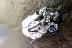 Chthamalus antennatus