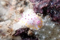 Mexichromis macropus