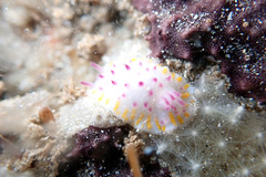 Mexichromis macropus