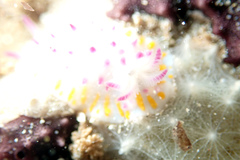 Mexichromis macropus