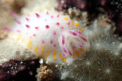 Mexichromis macropus