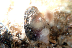 Brachidontes