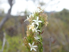 Wahlenbergia axillaris
