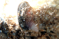 Brachidontes