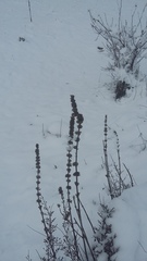 Stachys cretica