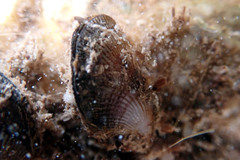 Brachidontes
