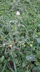 Senecio vulgaris