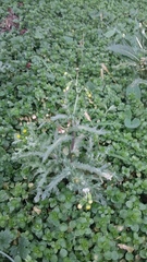 Senecio vulgaris