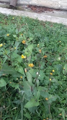 Sonchus oleraceus