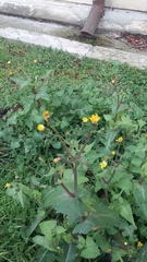 Sonchus oleraceus