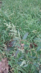 Chenopodium album