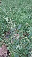 Chenopodium album