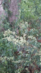 Chenopodium album