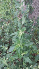 Chenopodium album